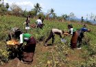 Peran-Bhabinkamtibmas-Polsek-Adotim-Dalam-Panen-Buah-Tomat-Perdana