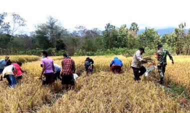 Kompak,-Bhabinkamtibmas-Bersama-Babinsa-Bantu-Warga-Panen-Padi-Perdana-di-Desa-Binaannya