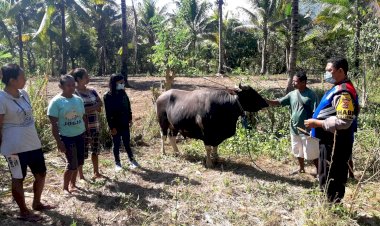 Antisipasi-PMK,-Bhabinkamtibmas-Bersama-Dokter-Hewan-Cek-Hewan-Ternak-Warga