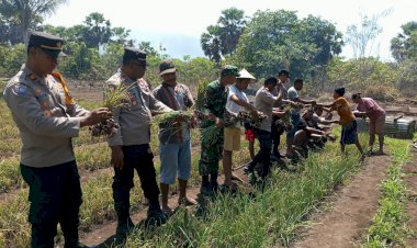 Upaya-Pendampingan-Bhabin-dan-Babinsa-yang-Maksimal,-Petani-Panen-Perdana-bawang-Merah-bersama-TNI---POLRI