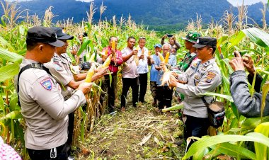 Sat-Binmas-Polres-Flotim-Panen-Jagung-Perdana-di-Desa-Aransina