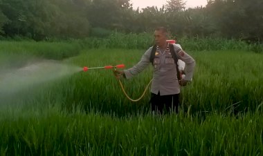 Kapolsek-Adonara-Barat-dan-Bhabinkamtibmas-Bantu-Petani-Semprot-Hama-di-Desa-Hurung