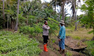 Dukung-Ketahanan-Pangan,-Bhabinkamtibmas-Titehena-Cek-Lahan-Tumpang-Sari-di-Desa-Konga