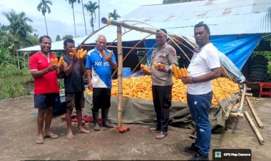 Polsek-Adonara-Dukung-Program-Ketahanan-Pangan-Lewat-Panen-Jagung-Bersama-Poktan