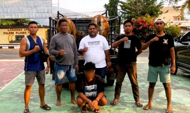 Dugaan-Pencurian-Ternak,-Tim-URC-Resmob-Polres-Flotim-Tangkap-Terduga-Pelaku-dan-Dua-Ekor-Sapi