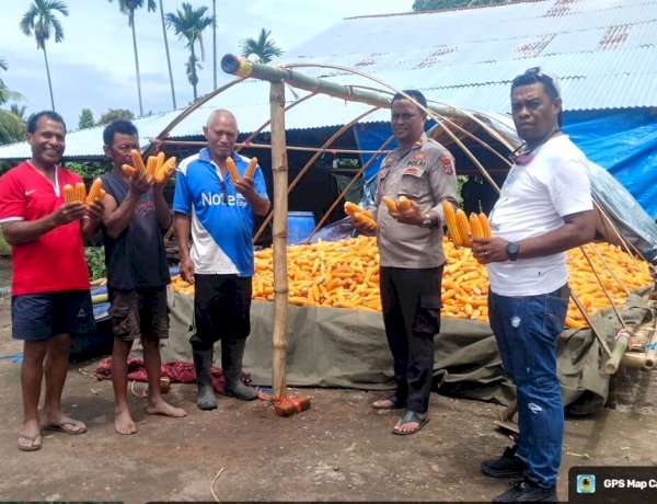 Polsek Adonara Dukung Program Ketahanan Pangan Lewat Panen Jagung Bersama Poktan