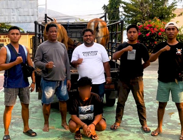 Dugaan Pencurian Ternak, Tim URC Resmob Polres Flotim Tangkap Terduga Pelaku dan Dua Ekor Sapi