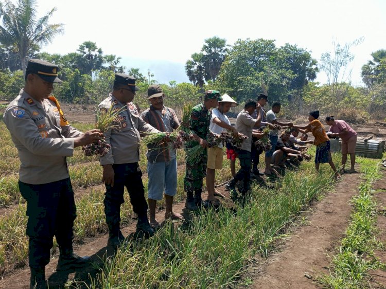 Upaya Pendampingan Bhabin dan Babinsa yang Maksimal, Petani Panen Perdana bawang Merah bersama TNI - POLRI