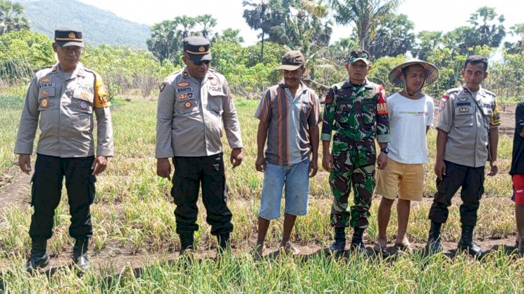 Upaya Pendampingan Bhabin dan Babinsa yang Maksimal, Petani Panen Perdana bawang Merah bersama TNI - POLRI