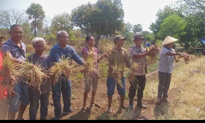 Bhabinkamtibmas Dan Babinsa Monitor Kegiatan Panen Bawang Di Desa Kiwangona
