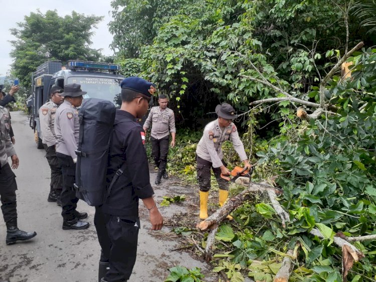 Personil Sat. Samapta Polres Flotim Bersama Personil BKO Samapta Polda NTT Bersihkan Pohon Tumbang Di Jalan Di Kawasan Wulanggitang
