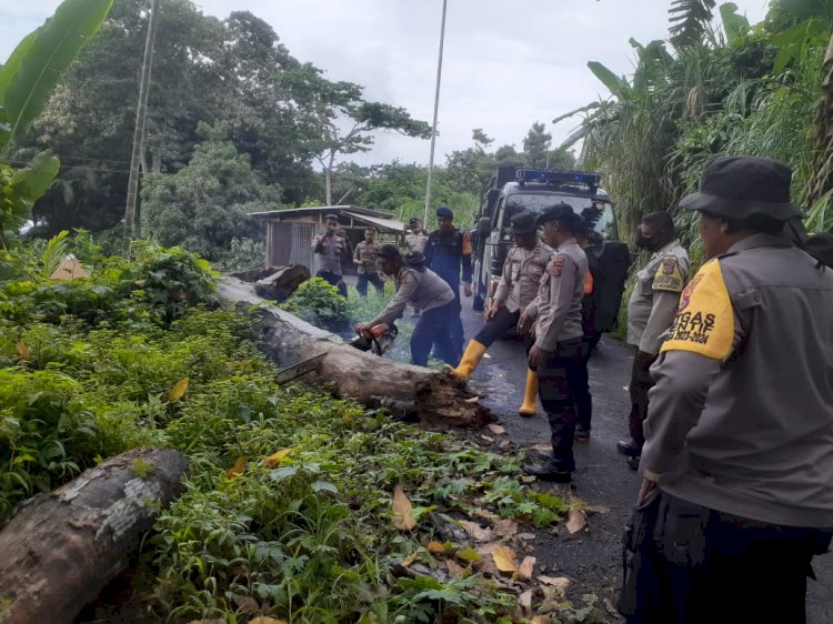 Personil Sat. Samapta Polres Flotim Bersama Personil BKO Samapta Polda NTT Bersihkan Pohon Tumbang Di Jalan Di Kawasan Wulanggitang