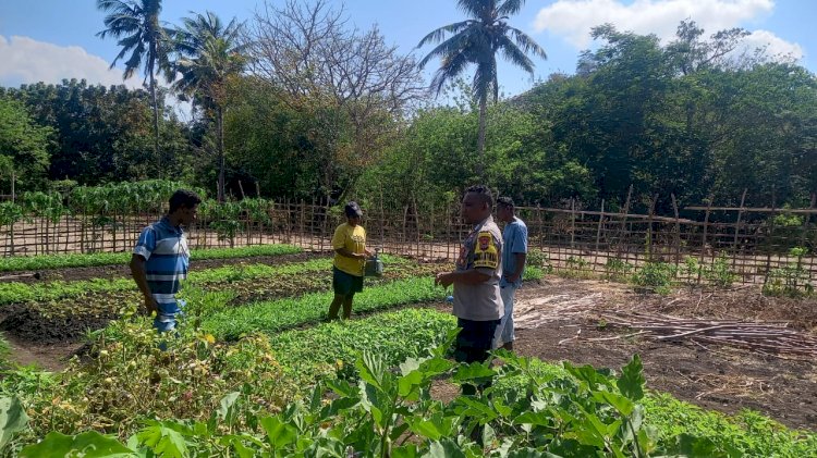 Wujud Kepedulian Polri, Bhabinkamtibmas Polsek Solor Membantu Para Petani Berikan Penyuluhan Dan Bimbingan Dalam Bertani