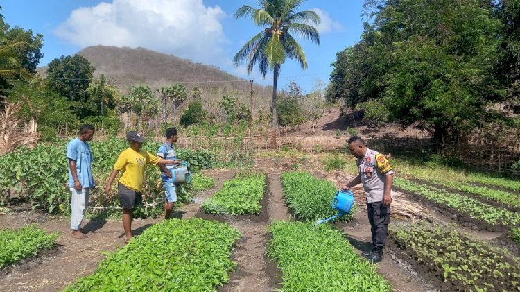 Wujud Kepedulian Polri, Bhabinkamtibmas Polsek Solor Membantu Para Petani Berikan Penyuluhan Dan Bimbingan Dalam Bertani