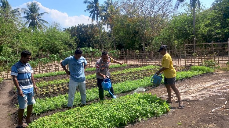 Wujud Kepedulian Polri, Bhabinkamtibmas Polsek Solor Membantu Para Petani Berikan Penyuluhan Dan Bimbingan Dalam Bertani