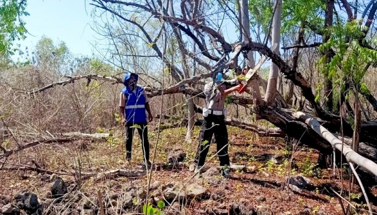 Personel Gabungan Polres Flores Timur Cari Kayu Bakar untuk Memasak Makanan Pengungsi di Konga