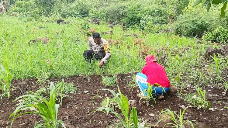 Dukung Ketahanan Pangan, Bhabinkamtibmas Bripka Antony Beri Pendampingan ke Petani