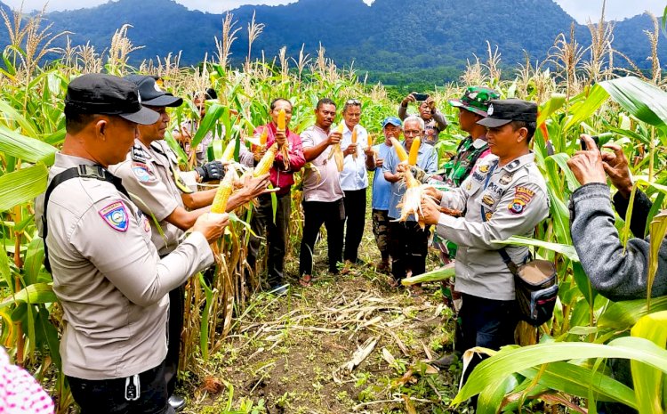 Sat Binmas Polres Flotim Panen Jagung Perdana di Desa Aransina