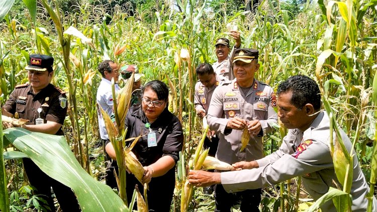 Panen Raya Jagung  Serentak Tahap I, Kapolres bersama Muspida Flotim Panen Jagung