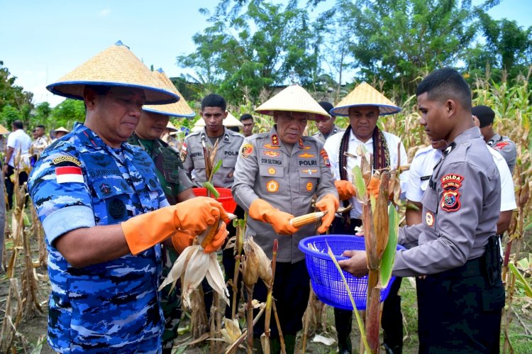 Polda NTT Panen Jagung Serentak Tahap I, Dukung Swasembada Pangan 2025