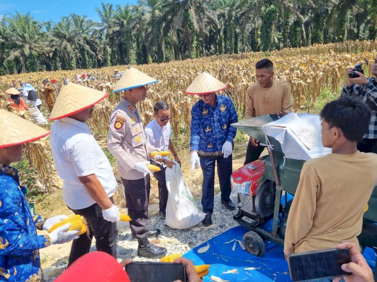 Kapolres Kampar Panen Raya Jagung:  Wujud Dukungan Nyata untuk Ketahanan Pangan Nasional
