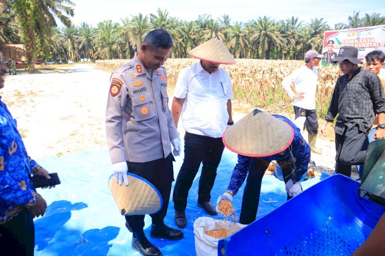 Kapolres Kampar Panen Raya Jagung:  Wujud Dukungan Nyata untuk Ketahanan Pangan Nasional