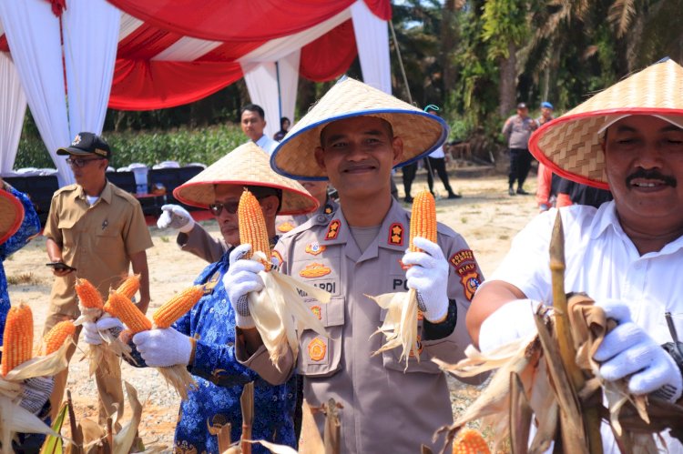 Kapolres Kampar Panen Raya Jagung:  Wujud Dukungan Nyata untuk Ketahanan Pangan Nasional