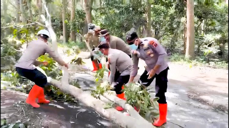 Polres Flotim Bersihkan Jalur Tertutup Pohon, Warga Diimbau Tetap Waspada Aktivitas Gunung Lewotobi