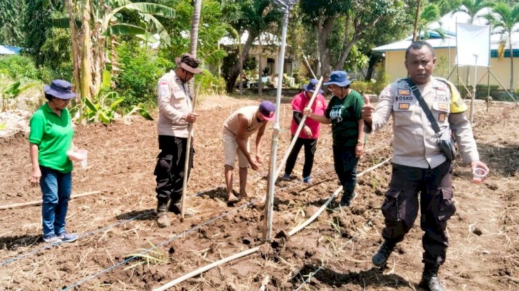 Dukung Petani Lokal, Bhabinkamtibmas Larantuka dan Kelompok Tani Emaus Tanam Jagung di Weri