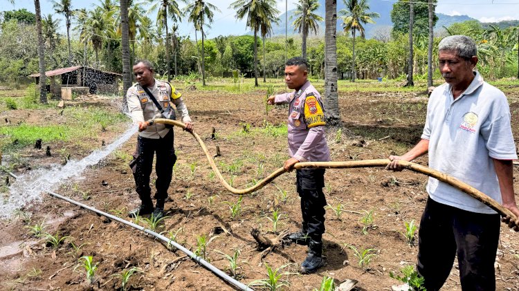 Jagung Hampir Layu di Musim Kering, Bhabinkamtibmas Datang Membawa Harapan