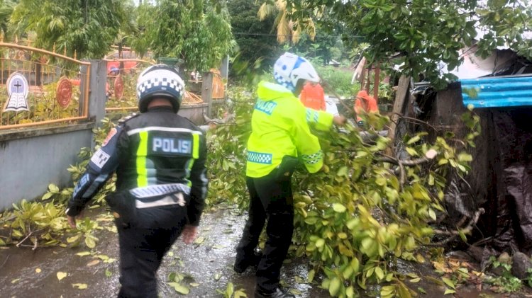 Pohon Tumbang Tutupi Jalan, Satlantas Polres Flotim Bergerak Cepat