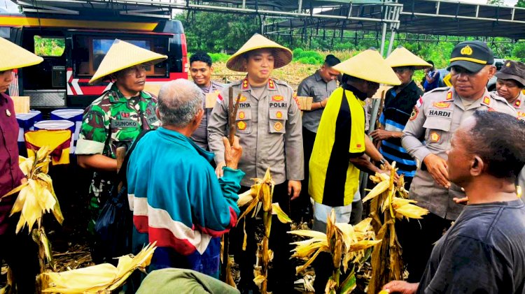 Panen Raya di Titehena, Polres Flores Timur Bangun Optimisme dan Kemandirian Pangan