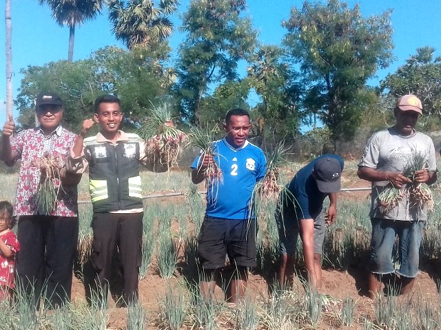 Bhabinkamtibmas Bersama Kepala Desa dan Anggota Kelompok Tani Tunas Rimba Desa Waiburak Panen Perdana Bawang Merah
